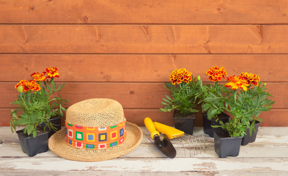 Seedlings marigold flowers, gardening tools and straw hat as a border on wooden background.