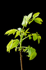 Green leaves and small walnut flowers on a dark background.