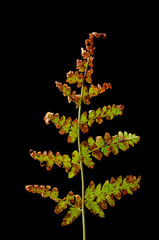 Sick fern leaves on a dark background. Sick plant. © Виктория Саврей