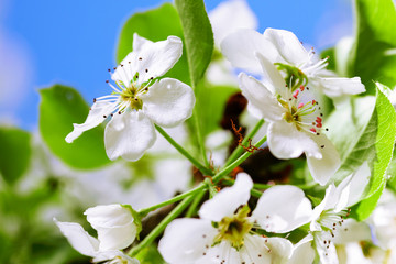 Pear tree flowers close up backlit by spring morning sunlight on the blue sky background