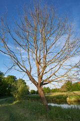dead tree in a park