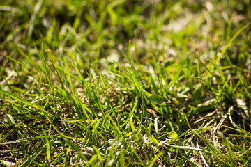 Abstract background with green grass