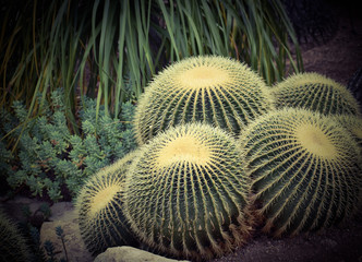 Desert cactus