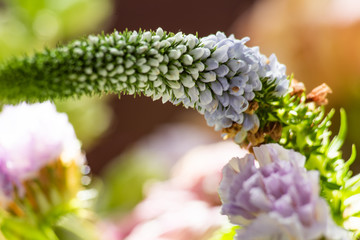 Colorful background of wilted flowers in bright sunlight