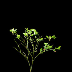 Blueberry bush with green berries on a dark background.