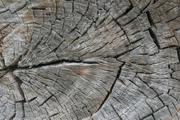 Fototapeta premium Natural brown old wooden background. Old bark texture.