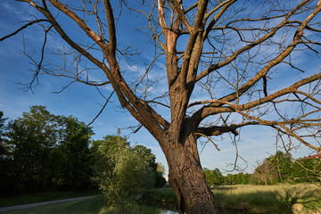 Fototapeta premium absterbender Baum 