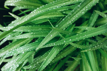 Background made of fresh green leaves with water drops. Green dynamic backdrop.