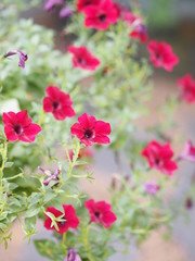 Pink red flower on blurred of nature background