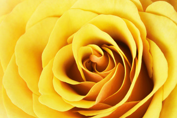 Abstract yellow rose flower closeup macro background.