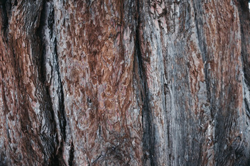 Obraz premium Natural brown old wooden background. Old bark texture.