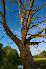 zerfallender Baum ohne Blätter 