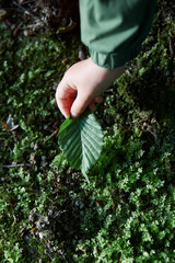 Childs hand holding a leaf during walk in forest