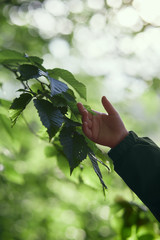 Childs hand touching leaves during walk in forest