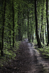 Rural country road in the forest