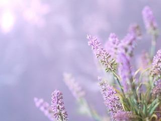 Purple Lavender flower background with green foliage and a bright purple haze - Spring time flowers...
