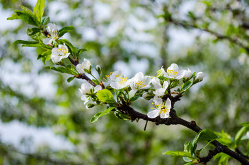 plum blossom in spring