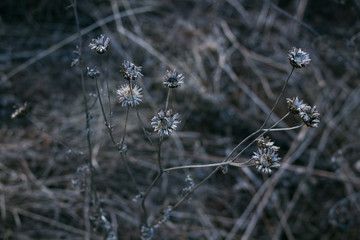 Dried flowers in the field 