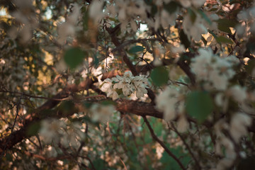 Spring flowering trees close-up