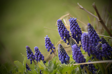 Muscari neglectum fully blooming