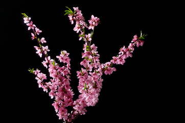 Cherry blossoming twig on black background
