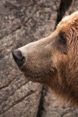 Fototapeta premium Grizzly Bear Smiling