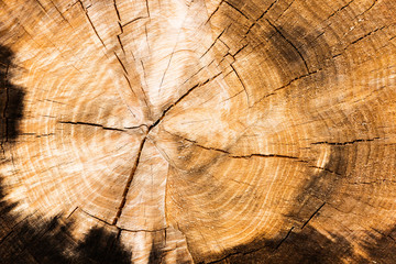 Wooden tree circle texture cracked from the centre.