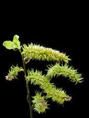 The texture of young willow branches black against a black background