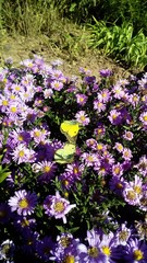 purple flowers in the garden
