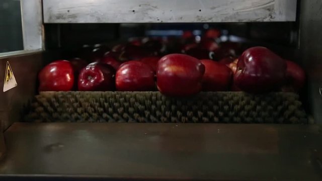 Waxing apples on sorting line. The sorting line sorts the apples.