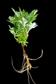 Texture of wormwood plant with roots on black background
