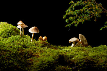 Mushrooms on green moss on dark background with Sun .