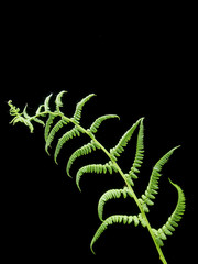 Fresh branch of a fern on a black background
