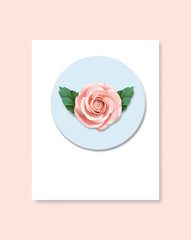 pink rose with green leaves on a blue circle and a pink background. Rose for decoration, decor, design, packaging, cards