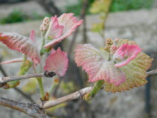  young leaves of grapes in spring