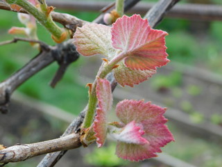  young leaves of grapes in spring