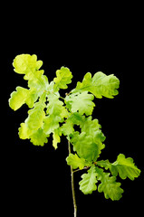 Oak branch on black background