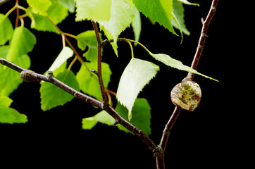 Disease on a young birch branch on a black background