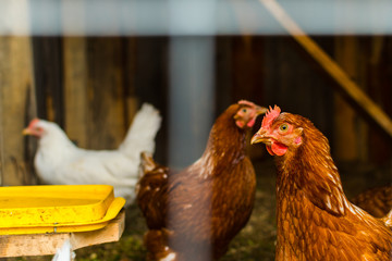 several hens in a chicken coop close-up