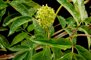 The texture of the branches of red elderberry on a black background