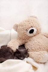 Beautiful gray fluffy cat sleeping on the couch.