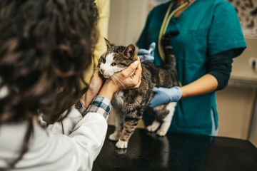 Cute cat at veterinary having medical treatment.