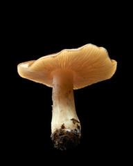 Inedible poisonous mushroom on black background