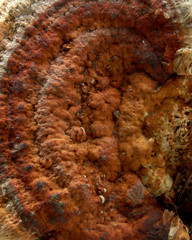 Texture of forest fungus growing on trees on black background