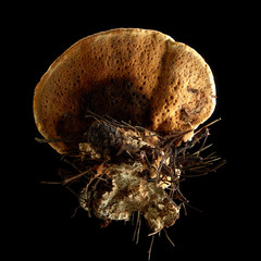Texture of forest fungus growing on trees on black background