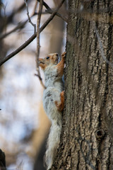 squirrel on a tree in the park