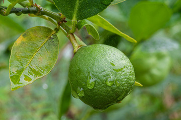 Lime grown in cement pipes