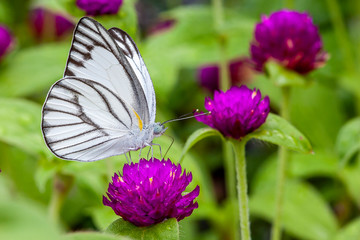 Multi-colored butterflies with deep purple amaranth flowers