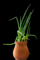 Spring flowers in a glass vase in black isolate