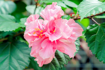 Obraz premium ハイビスカス・ミセスユミ